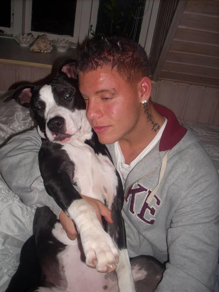 Amerikansk staffordshire terrier Teaka ** R I P ** - Uhm , elsker at kramme med faaar <3 billede 10