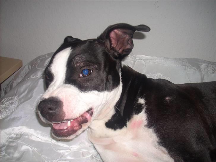 Amerikansk staffordshire terrier Teaka ** R I P ** - Her prøver jeg at smile .. Men det gik vidst lidt galt .. hehe billede 11