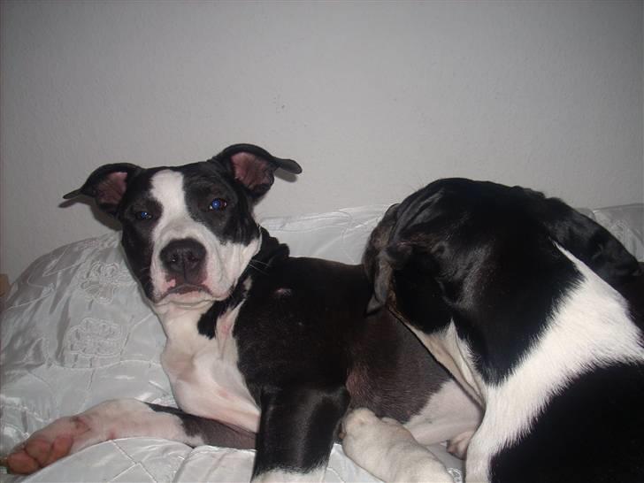 Amerikansk staffordshire terrier Teaka ** R I P ** - Mig og min "søster" , shiva ..  billede 12