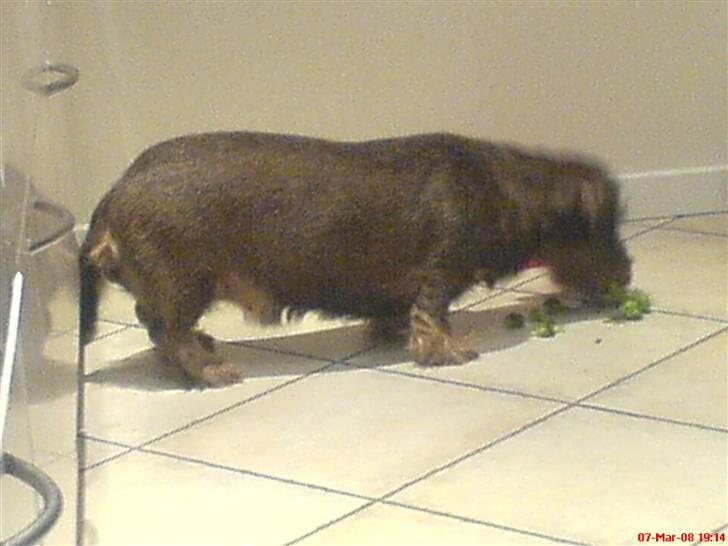 Gravhund Petra  † 09-04-2010  † - Så er der aftensmad :P billede 15