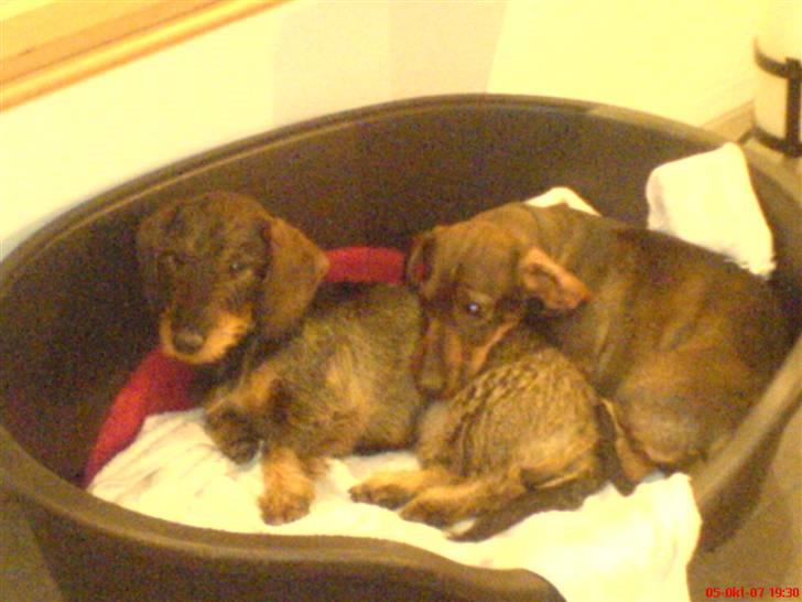 Gravhund Petra  † 09-04-2010  † - Petra´s barnebarn og oldebarn . Barnebarn Alfa ligger bag oldebarn Dina <33 billede 16