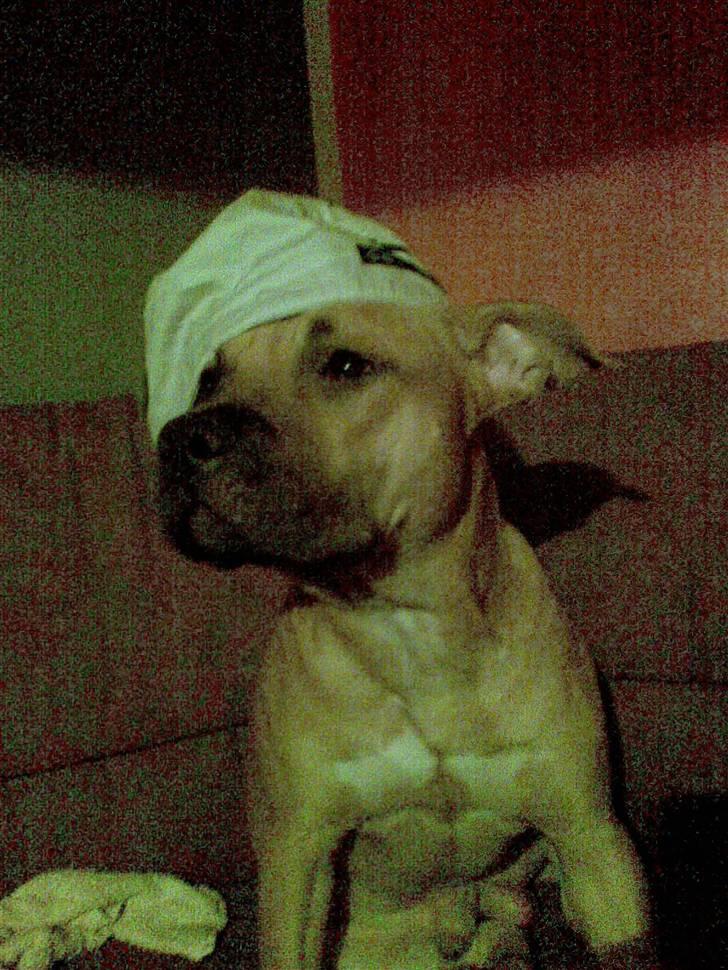 Amerikansk staffordshire terrier Diego billede 18