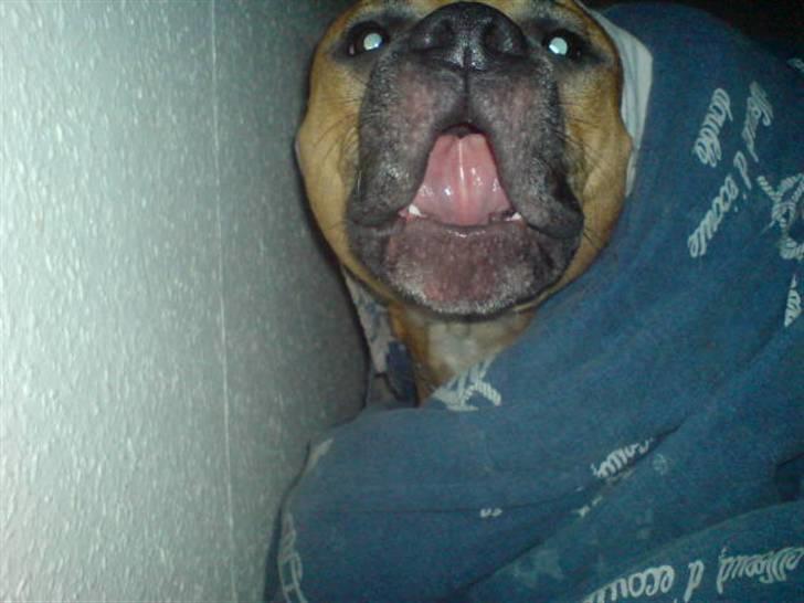 Amerikansk staffordshire terrier Diego billede 19