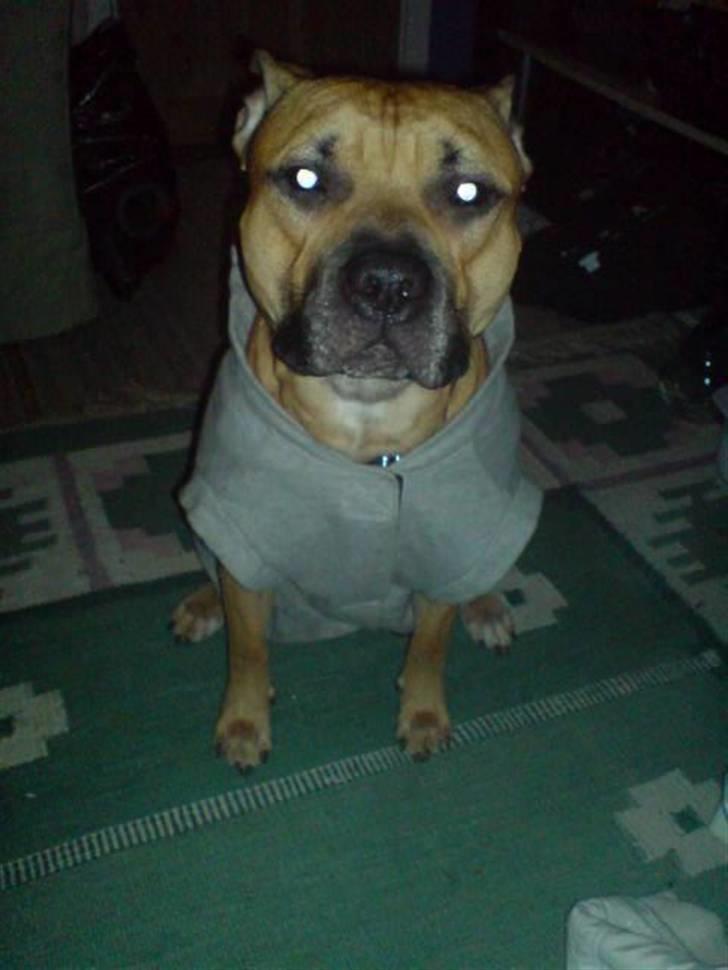 Amerikansk staffordshire terrier Diego billede 20