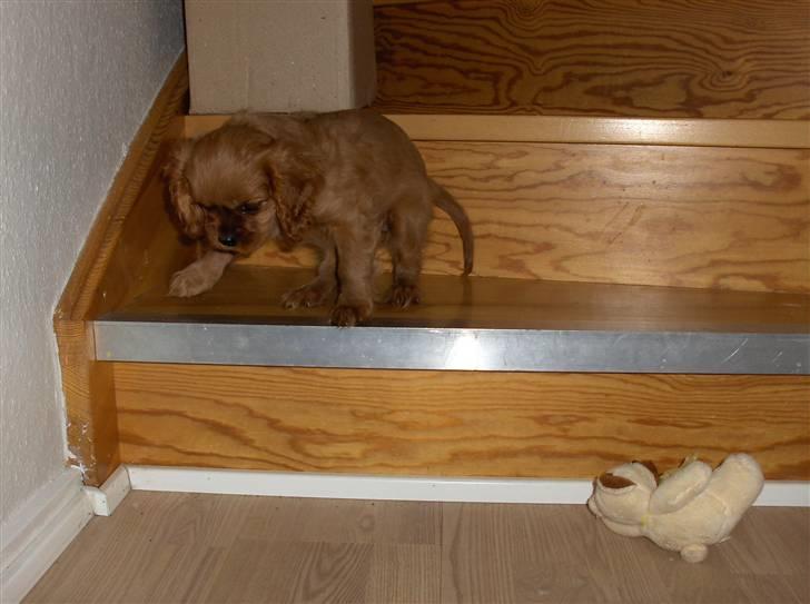 Cavalier king charles spaniel Kaila billede 8