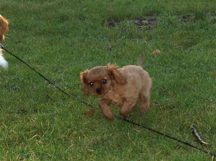 Cavalier king charles spaniel Kaila billede 9
