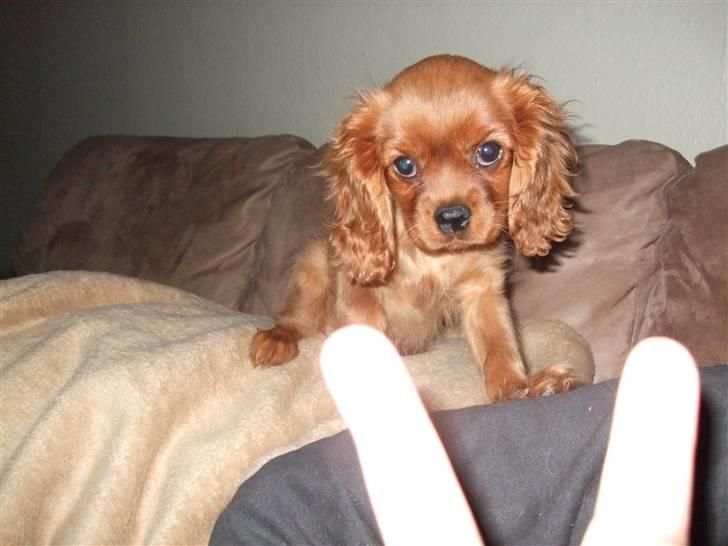 Cavalier king charles spaniel Kaila billede 10