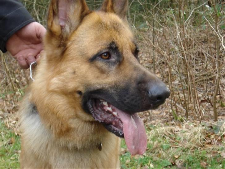 Schæferhund Chico - Smukke Chico billede 16