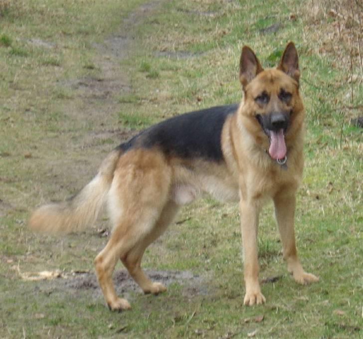 Schæferhund Chico - Glade Chico i hundeskoven billede 18