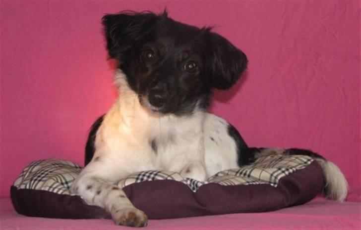 Blanding af racer Mathilde - hej billede 5