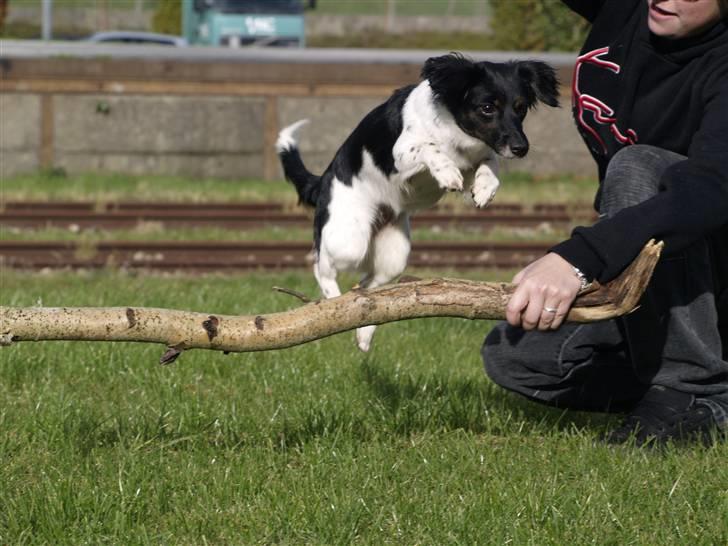 Blanding af racer Mathilde - Og spring... billede 6