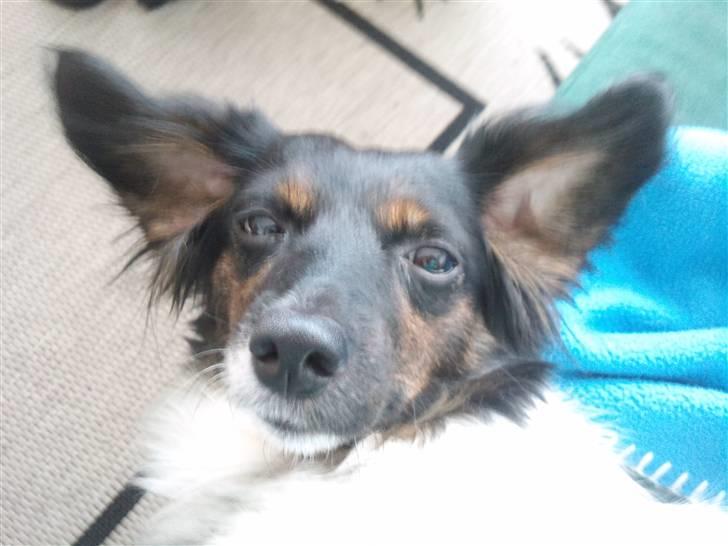 Blanding af racer Mathilde - Er jeg ikk sød... billede 7