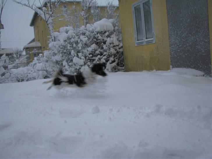 Blanding af racer Mathilde - sne er godt billede 8