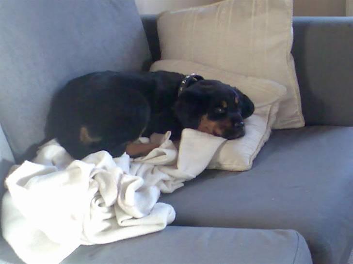 Blanding af racer Spikei - næsten 2mdr gammel billede 7