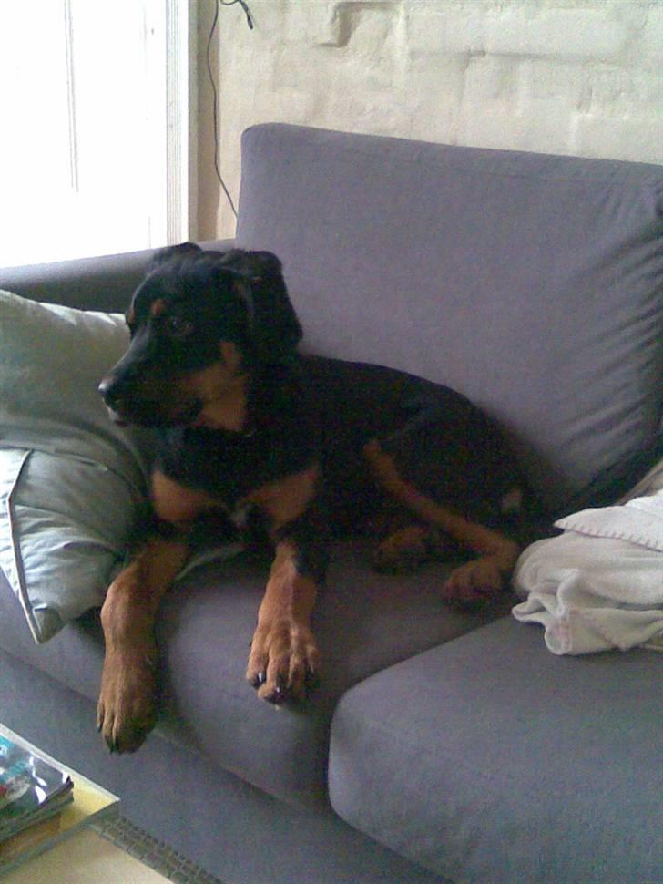 Blanding af racer Spikei billede 8