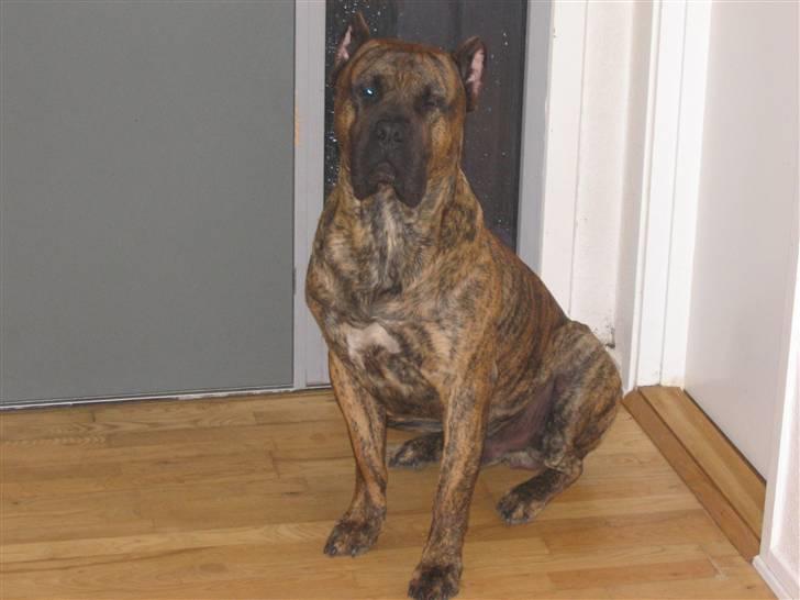 Dogo canario Macho - ja sidder som en konge billede 1