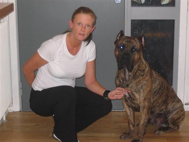 Dogo canario Macho - er  jeg ikke flot billede 2