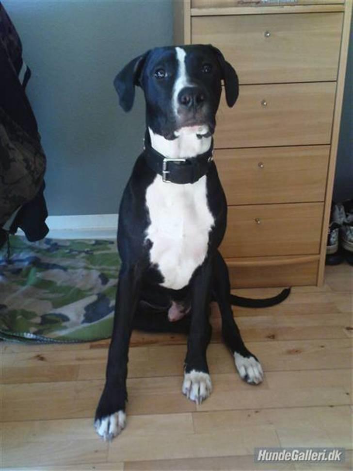 Amerikansk staffordshire terrier Kuno - min fantastiske hund kuno :) billede 1