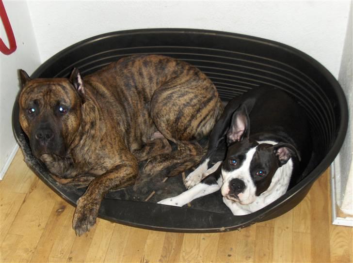 Dogo canario Macho - allerbedste venner billede 4