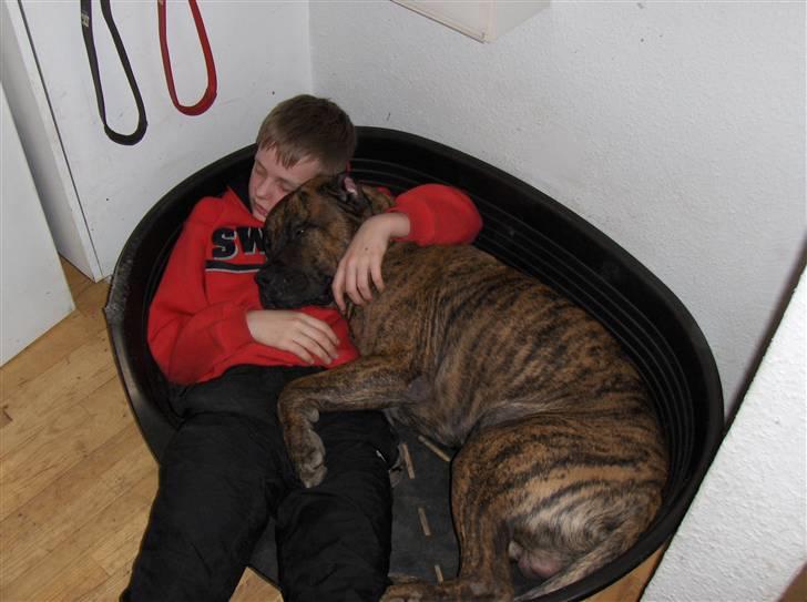 Dogo canario Macho - sådan nyder de at ligge, han er glad for ungerne billede 5