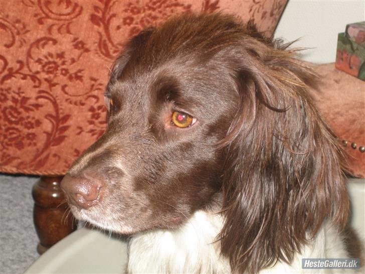 Field spaniel spif<3 ( nye billeder ) billede 17