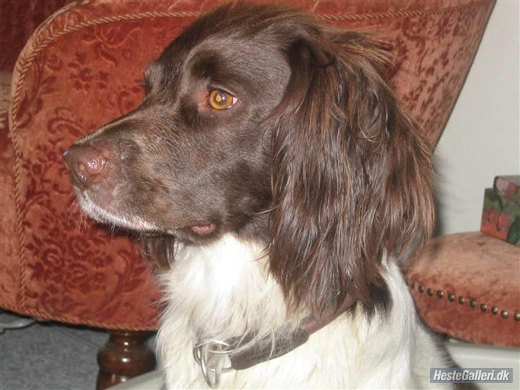 Field spaniel spif<3 ( nye billeder ) billede 18