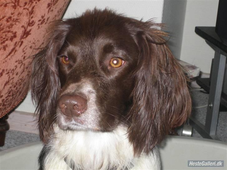 Field spaniel spif<3 ( nye billeder ) billede 19