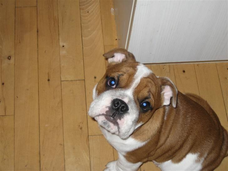 Engelsk bulldog Hannibal - Hannibal  billede 1