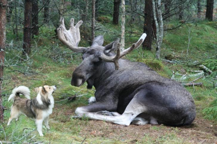 Islandsk fårehund Blidur - NØJ du er godt nok stor!!! :oP billede 20