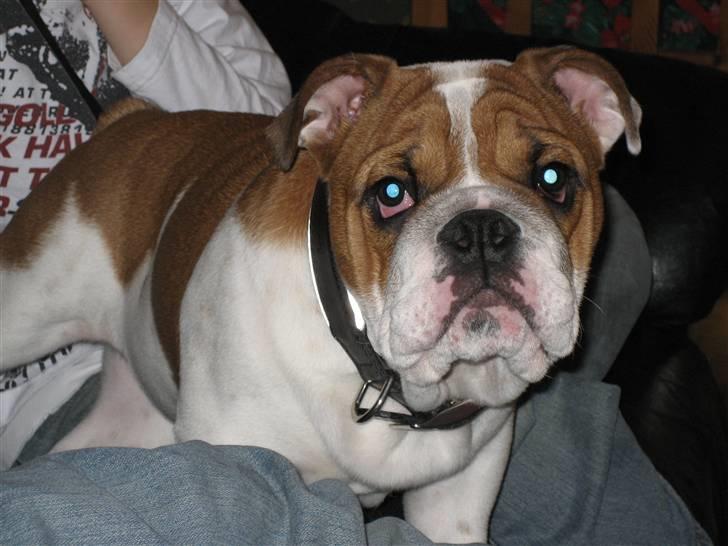 Engelsk bulldog Hannibal billede 6