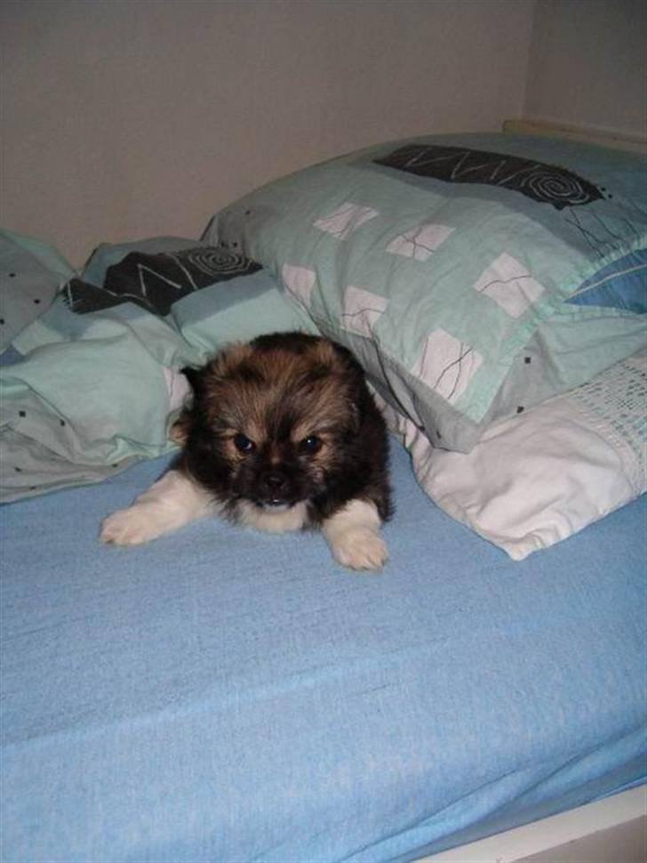 Blanding af racer Smilla <3 - som lille hvalp  billede 2