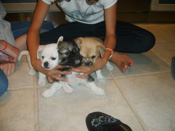 Blanding af racer Smilla <3 - Smilla´s søskende :D billede 3