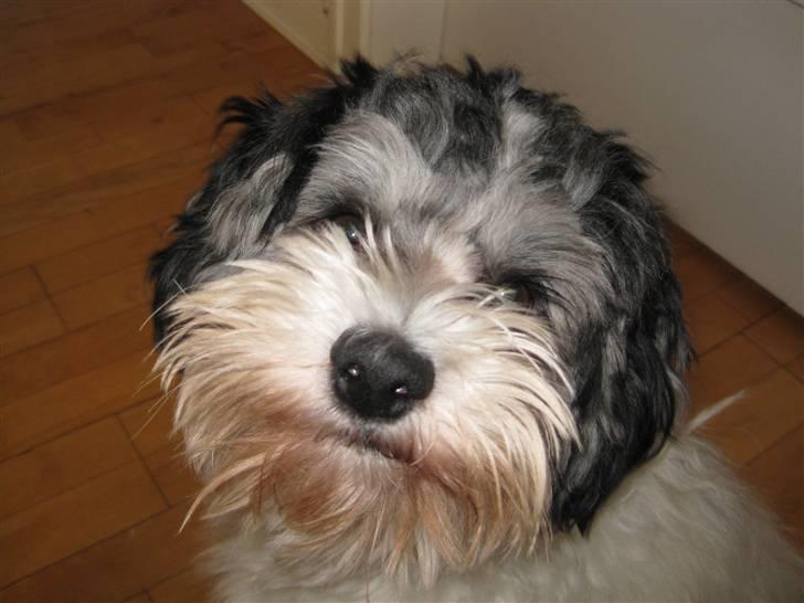 Løwchen Louie billede 3