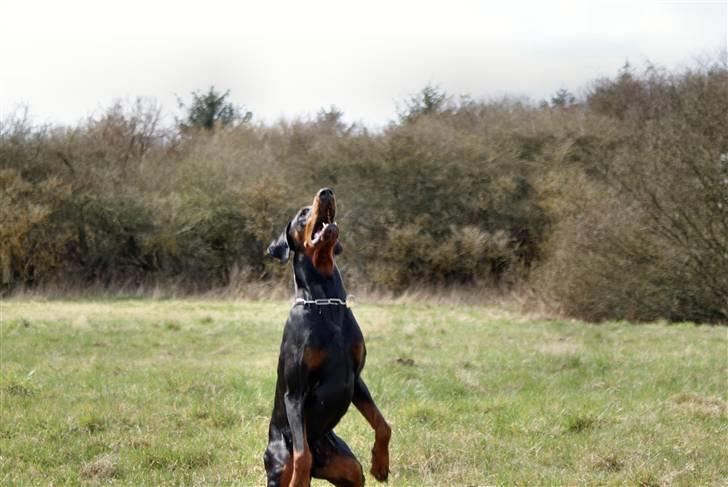 Dobermann G.O.F. Brilliant Boris - Jeg har den, jeg har den... billede 4