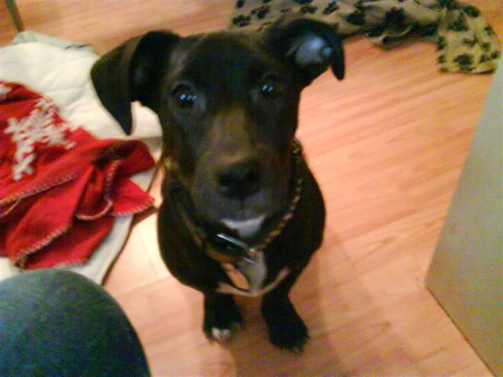 Blanding af racer milla billede 8