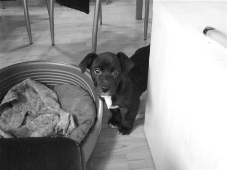 Blanding af racer milla billede 9