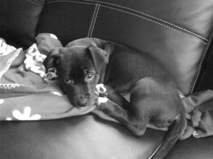 Blanding af racer milla billede 10