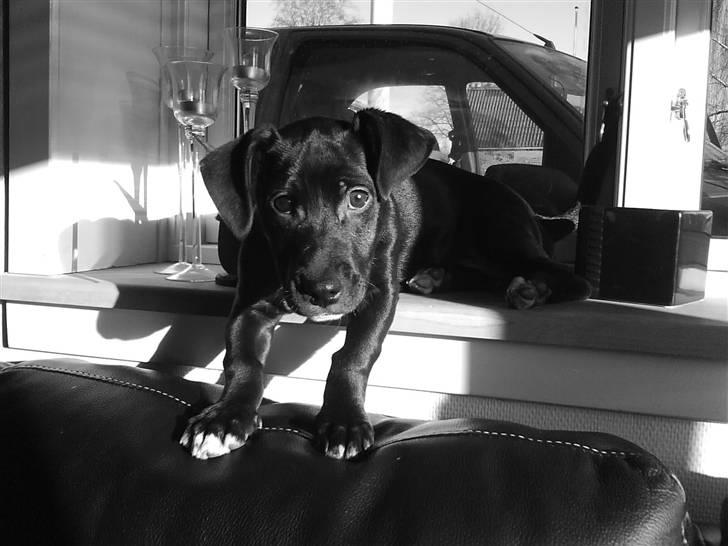 Blanding af racer milla billede 11