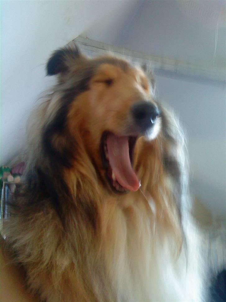 Collie langhåret Ariel | MIT ET&ALT <3 - 8) Hvor er det hårdt mor, jeg orker ikke flere model billeder..!  billede 8