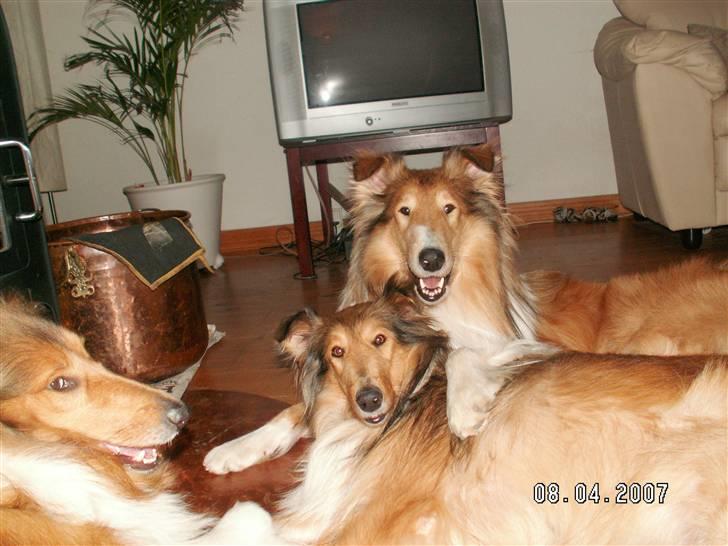 Collie langhåret Ariel | MIT ET&ALT <3 - 9) Jeg tror at Ariel og Aros har noget hemmeligt sammen ? ;D billede 9