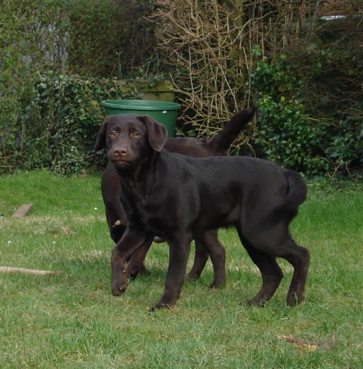 Labrador retriever Simba - Simba og Nougat billede 8