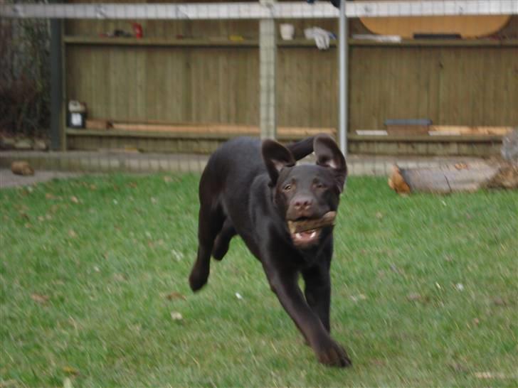 Labrador retriever Simba - Vildbassen billede 9