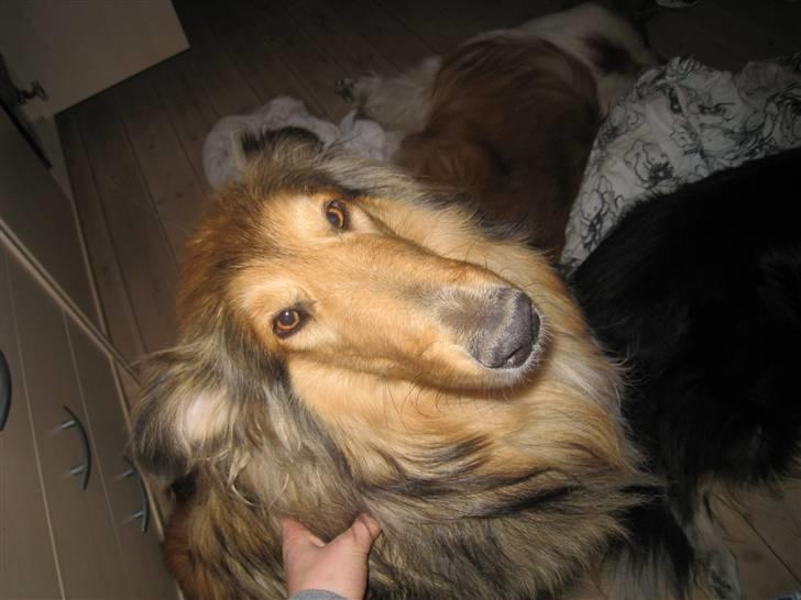 Collie langhåret Ariel | MIT ET&ALT <3 - 10) Prøv lige at se skønheden.. <3   billede 10