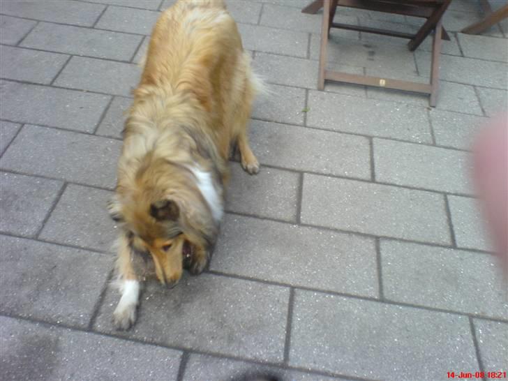 Collie langhåret Ariel | MIT ET&ALT <3 - 11) Ariel er utolig lærenem..! Og jeg kan få hende til at neje,. ! ;D billede 11