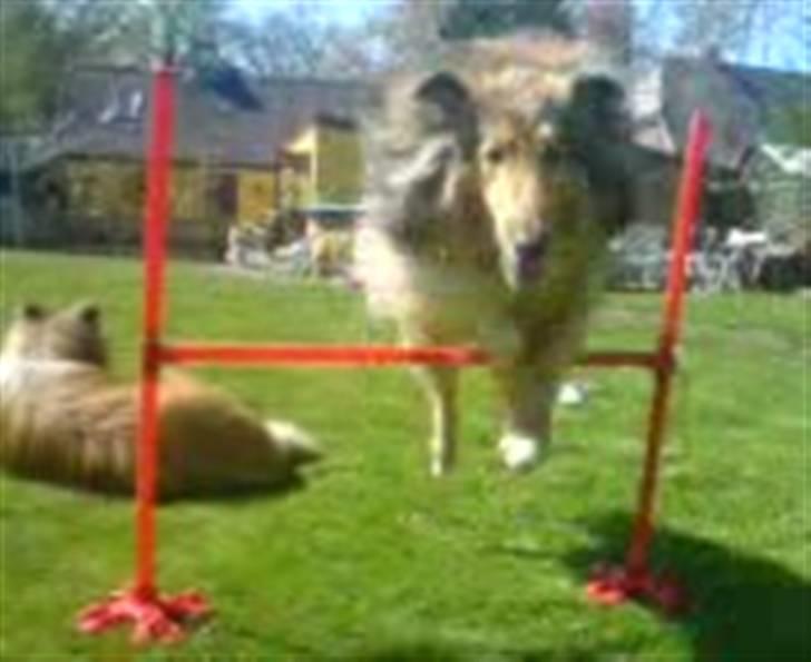 Collie langhåret Ariel | MIT ET&ALT <3 - 12) Jeg elsker det her billede, selvom det er lidt utydeligt, men hun hygger sig sådan når hun får lov til at springe ;D billede 12