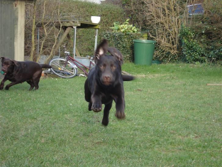 Labrador retriever Simba - I fuld firspring billede 10