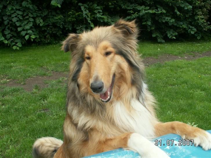 Collie langhåret Ariel | MIT ET&ALT <3 - 13) Jeg vil oss op og hoppe Moaaar..  billede 13