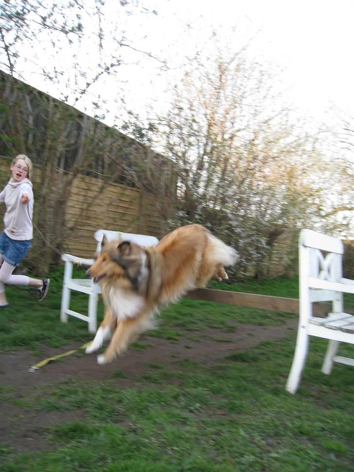 Collie langhåret Ariel | MIT ET&ALT <3 - 14) Ariel viser sin store intresse for spring ! Og hold op hvor ser det godt ud ! <3 billede 14