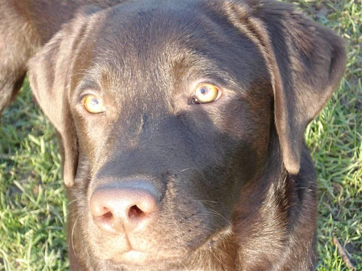 Labrador retriever Simba - Skønheden:P billede 11