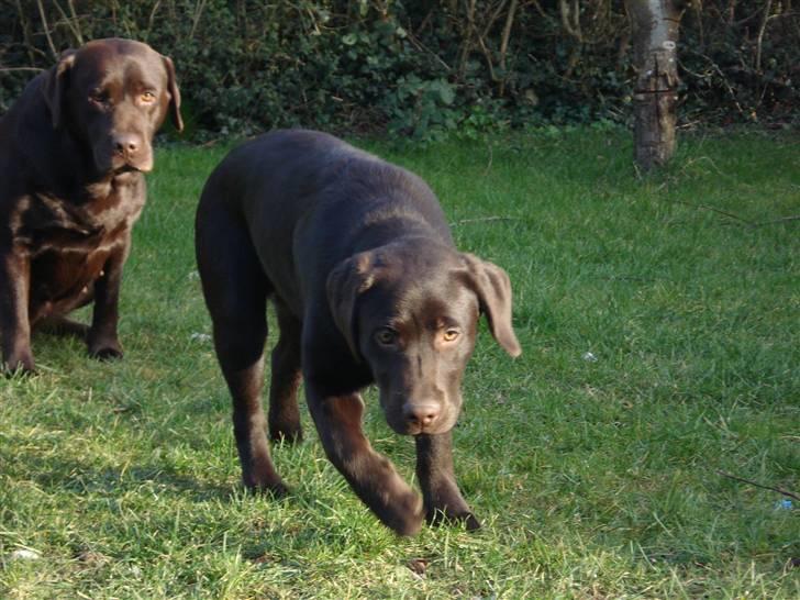 Labrador retriever Simba - Simba sammen med Nougat billede 12